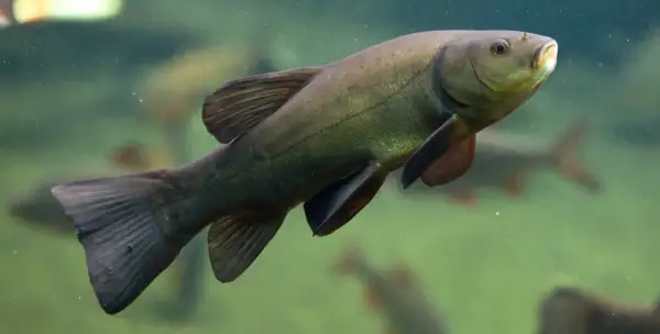 Eine grüne Schleie mit kleinen Barteln schwimmt im trüben Wasser.
