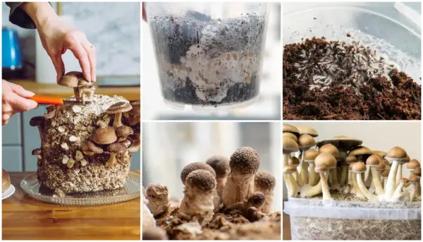 El cultivo de champiñones en diferentes etapas: recolección, micelio en recipientes y cosecha abundante.