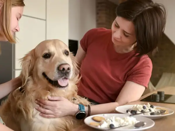 Złoty retriever z uśmiechem na twarzy, otoczony przez dwie kobiety. Na stole biały ser z jagodami, a pytanie brzmi: czy pies może jeść biały ser?