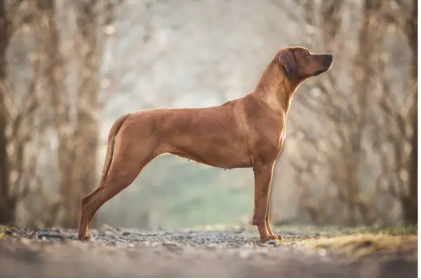 Elegancki pies rasy Rhodesian Ridgeback, który może być Twoim towarzyszem. Sprawdź, jaka jest jego cena.