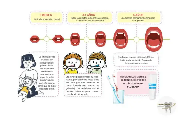 Ilustración sobre el desarrollo de los dientes bebe, desde los 6 meses hasta los 6 años, con consejos de higiene y dieta.