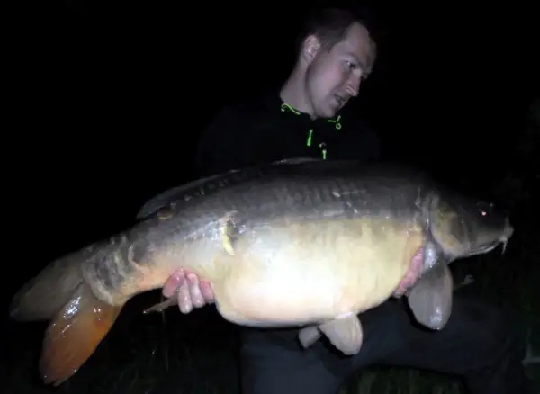 Mężczyzna trzyma ogromnego karpia bezłuskiego, złowionego nocą. Ryba ma pomarańczowy ogon i błyszczące łuski.