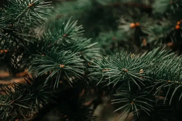 Jak skutecznie wykorzystać igliwie na działce i zadbać o ogród
