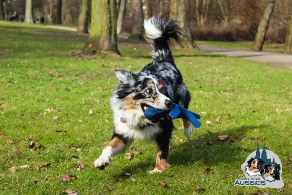 Ein energiegeladener Aussie rennt mit einem blauen Spielzeug im Maul über eine grüne Wiese.
