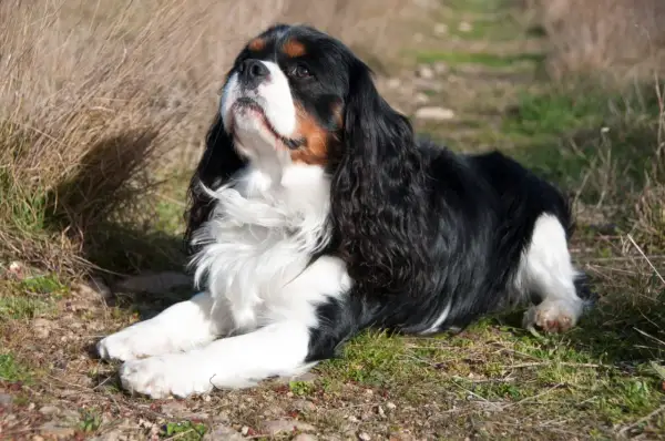 Cavalier king charles spaniel usposobienie: pies leży na trawie, zamyślony, z długimi, jedwabistymi uszami.