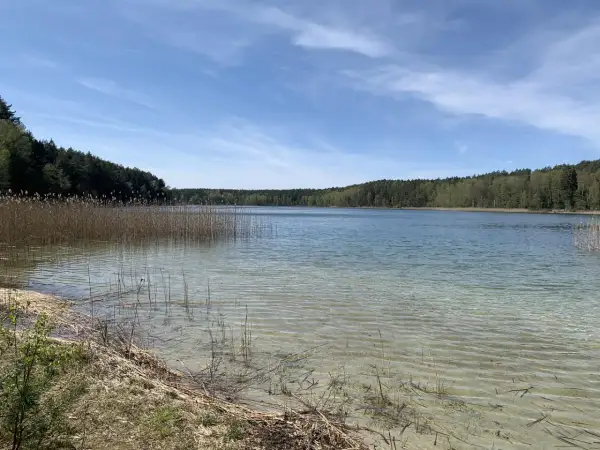 Spokojne cekcyn jezioro otoczone lasem, z widoczną piaszczystą plażą i trzcinami.