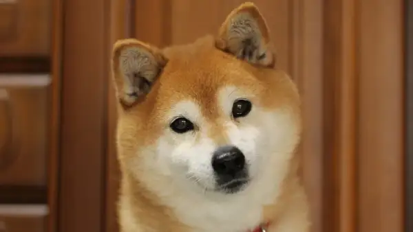 Adorable shiba inu con ojos curiosos. Sus opiniones sobre la vida son siempre positivas y llenas de alegría.