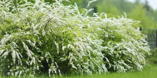 En frodig, vitblommande jasminbuske breder ut sig i grönskan.