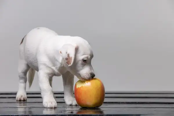 Cachorro blanco con manchas marrones olisquea una manzana roja y amarilla. ¡Los perros pueden comer manzana verde y esta parece ser su primera prueba!