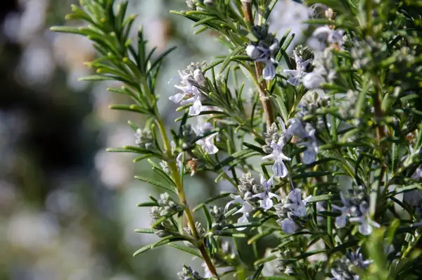 En nära bild av en rosmarin blomma med sina små, ljuslila blommor och gröna blad.
