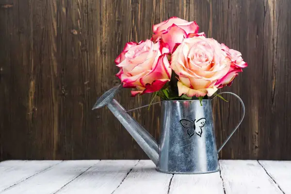 Ein Strauß Rosen in einer Gießkanne mit Schmetterlingsmotiv. Ein Symbol für 33 Jahre verheiratet, voller Liebe und Wachstum.