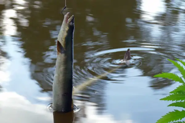 Erfolgreiches Elbe-Seitenkanal-Angeln: Ein Fisch hängt am Haken über dem Wasser, während ein zweiter im Hintergrund untergeht.