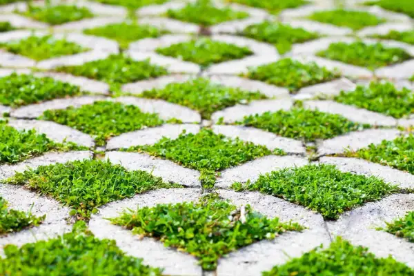 Płyty ażurowe z betonu, w których rośnie trawa, tworzą zielony wzór. Idealny wybór, jeśli zastanawiasz się, jaki beton na płyty ażurowe.