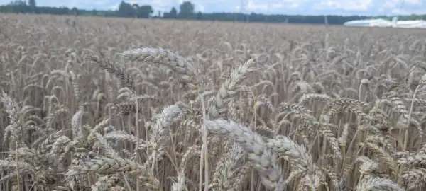 Pole pszenicy dojrzewa, kłosy jakby w rytmie rexade falują na wietrze.