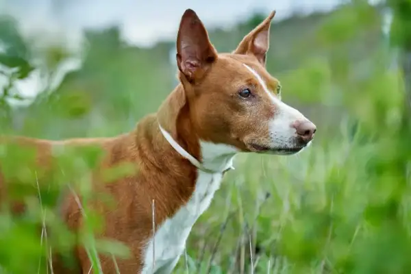 Rudy podenco canario z białym kołnierzem czujnie obserwuje otoczenie wśród zielonej trawy.