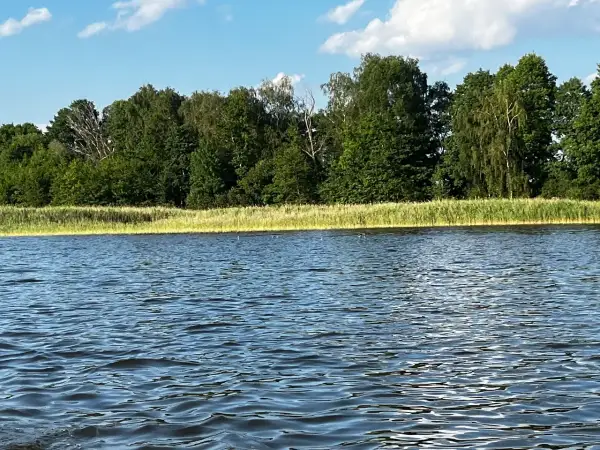 Spokojne, falujące wody jeziora w Wieluniu, otoczone zielonym lasem i trzcinami.