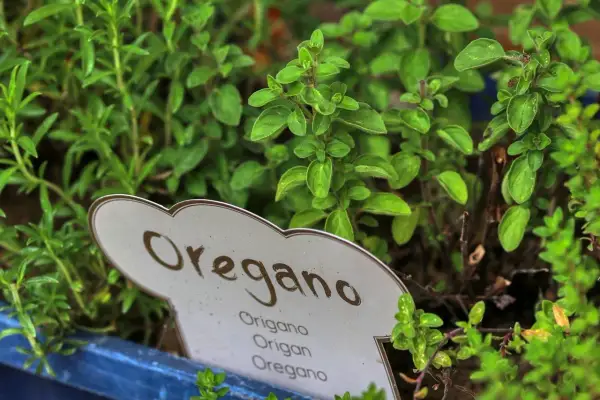 Zielone, aromatyczne liście dzikiego oregano w doniczce. Idealne do pizzy, sosów i sałatek.