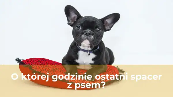 Uroczy buldożek francuski leży na czerwonej poduszce w kształcie serca. Czy to już czas na ostatni spacer z psem?