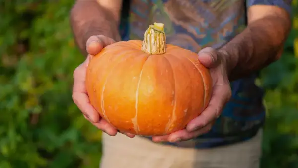 Händer håller en perfekt rund, orange så pumpa. Bakgrunden är suddig grönska.