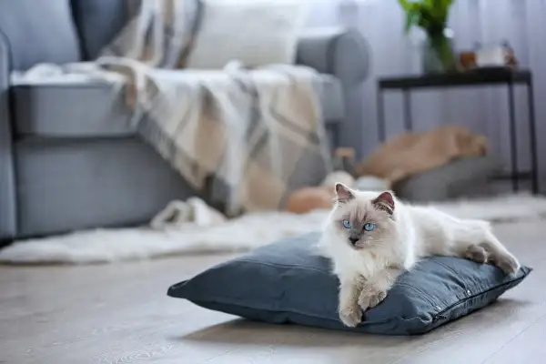 Piękny kot rasy Ragdoll z niebieskimi oczami leży na poduszce. Taki pupil to radość, ale i miesięczne utrzymanie kota wymaga troski i przygotowania.