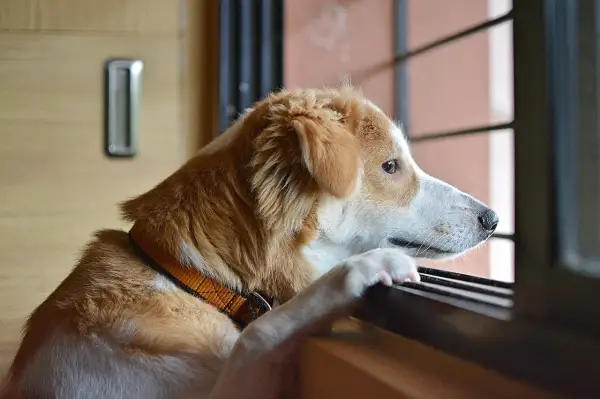 Perro con collar naranja mira por la ventana, quizás pensando en el reflujo en perros.