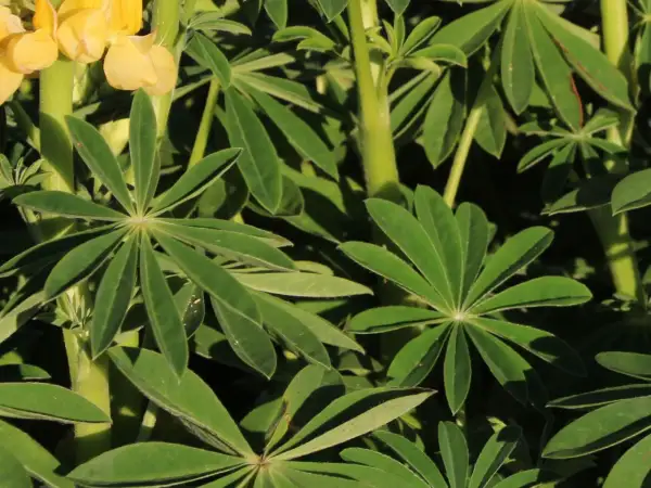 Gelbe Lupinenblüten und grüne Blätter im Sonnenlicht. Ein schöner lupinen standort.
