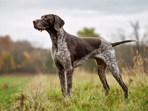 En ståtlig vorsteh familjehund står i gräset, redo för äventyr.
