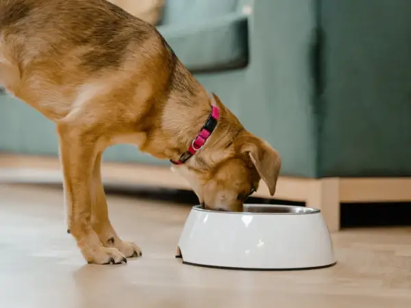 Un perro come de un cuenco blanco. A veces, los perros pueden comer queso como premio.
