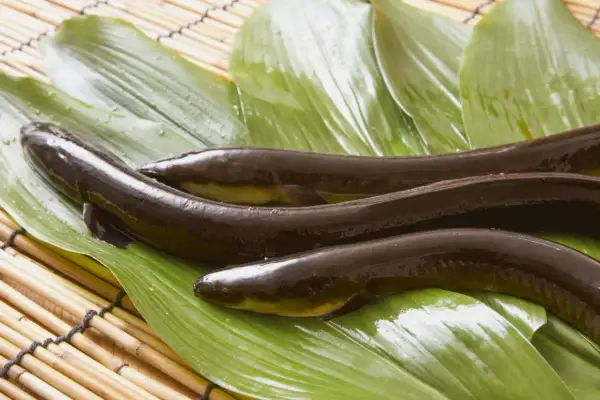 Drei dunkle, glänzende Fische liegen auf grünen Blättern. Das ist Unagi, eine japanische Delikatesse.