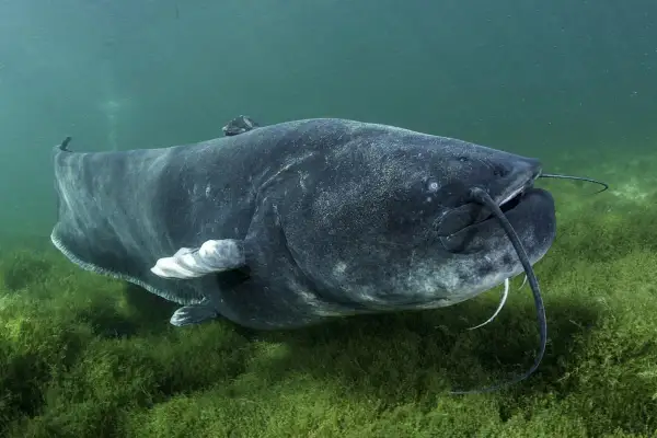 Ein großer Wels schwimmt im grünen Wasser über Seegras. Seine Haut ist dunkel und glatt, ohne sichtbare Schuppen.