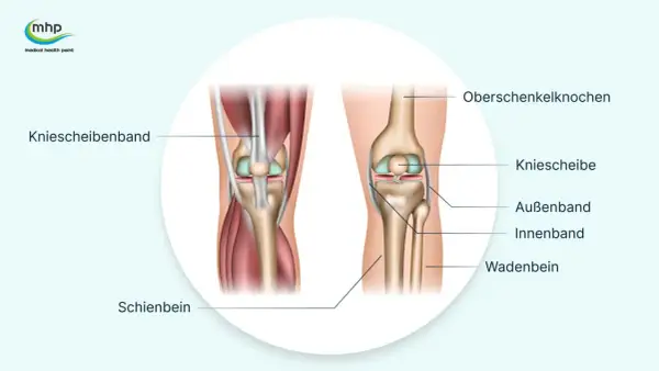 Anatomie des Knies mit Beschriftungen. Hilft bei der Erklärung von Knieschmerzen nach langem Sitzen.