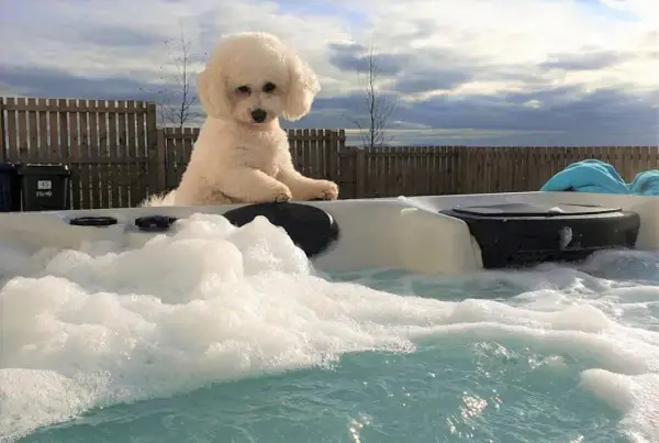 Uroczy bichon frise w wannie z hydromasażem. Zastanawiasz się nad bichon frise cena?