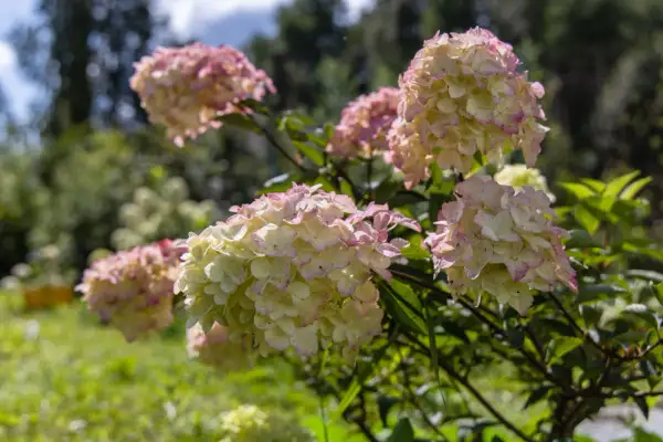 Gros bouquets d'hortensias aux teintes rosées et crème, parfaits pour savoir quel mois tailler les hortensias.
