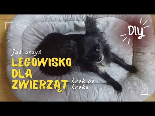 Własnoręczne legowisko dla psa? Poradnik DIY bez szycia i z recyklingu