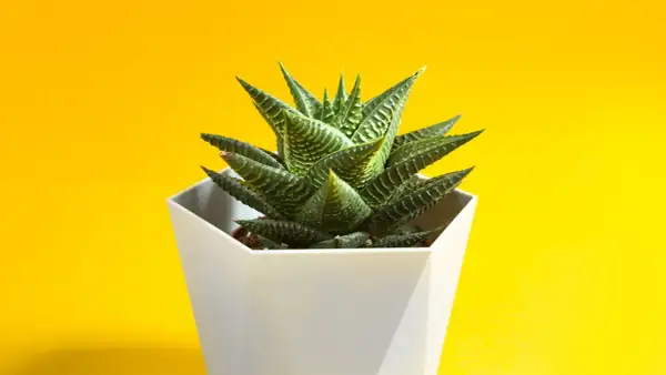 Succulenta Haworthia fasciata in vaso bianco su sfondo giallo. Ideale per chi cerca consigli sulla haworthia fasciata cura.