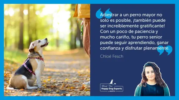 Un perro sentado en un parque otoñal, mirando hacia arriba con atención. El texto resalta cómo educar a un perro adulto es posible y gratificante.
