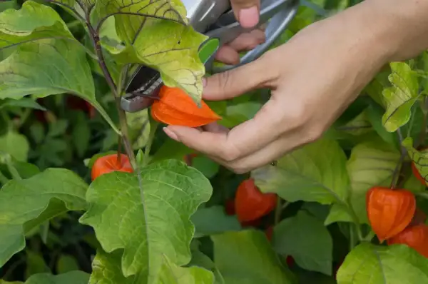 Dłoń z nożyczkami zbiera pomarańczowy physalis owoc z zielonej rośliny.