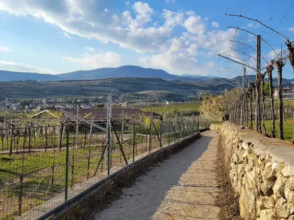 En grusväg leder genom böljande vingårdar i Valpolicella, med kullar och en liten stad i bakgrunden under en molnig himmel.