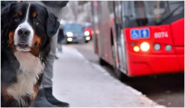 Jaki bilet dla psa w autobusie? Sprawdź zasady i ceny w miastach