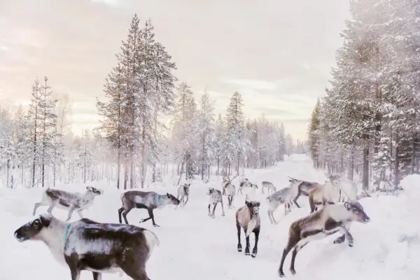 Renar rör sig genom en snöig skogsväg i norra Sverige, en scen som Alexandra Bengtsson fångat.