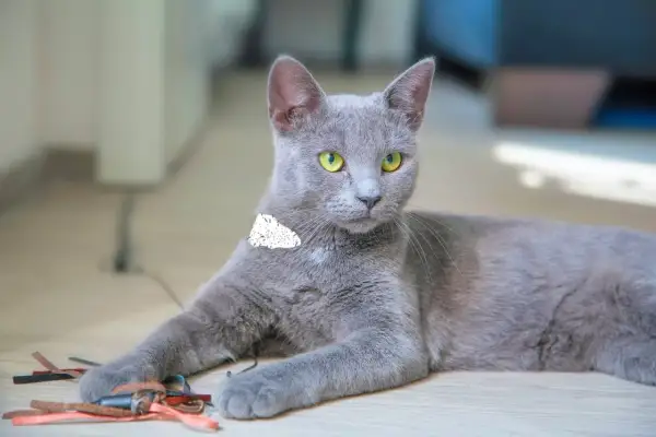Gato gris con ojos verdes, parece tranquilo, pero ¿será que sufre de calvas en gatos por estrés?