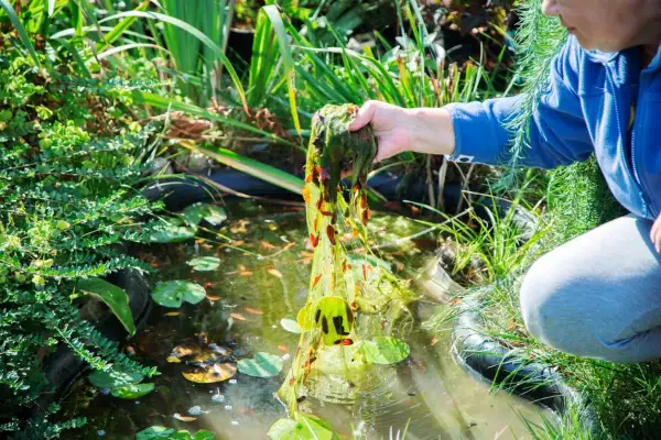 Person entfernt mit der Hand Wasserpest aus einem Teich. Kleine Fische schwimmen im Wasser.