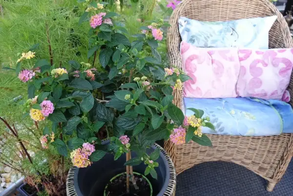 En vacker eldkrona på stam med rosa och gula blommor, bredvid en korgstol med kuddar.