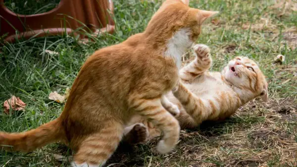 Dos gatos atigrados anaranjados juegan en el césped. Uno está tumbado boca arriba, el otro se cierne sobre él. ¡Mis gatos se pelean!