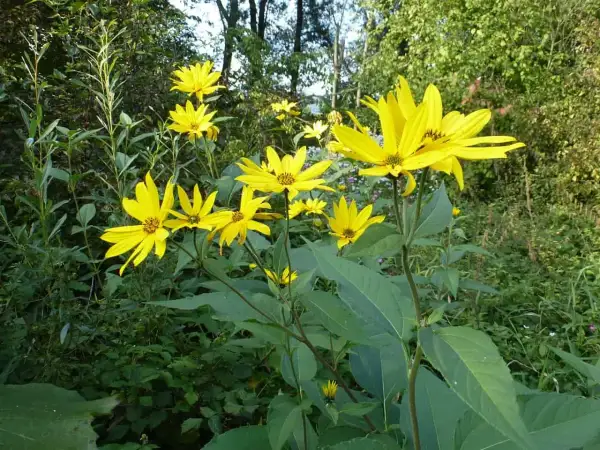 Sonnenblumenähnliche Blüten im Grünen. Vorsicht, Topinambur-Verwechslungsgefahr!