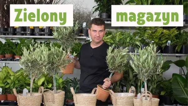 Jak przycinać oliwkę, aby uniknąć błędów i uzyskać zdrowe drzewko