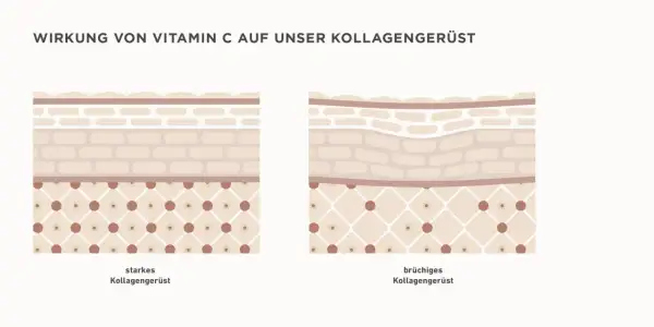 Vergleich von starkem und brüchigem Kollagengerüst. Vitamin C Serum Wirkung: stärkt das Kollagengerüst für jugendlichere Haut.