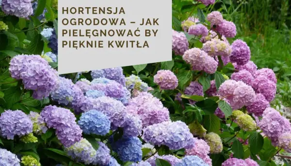 Piękna hortensja w doniczce w domu, z mnóstwem fioletowych i niebieskich kwiatów.