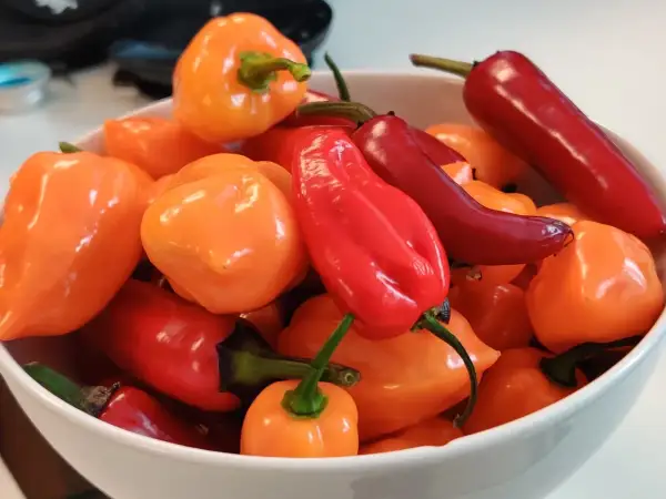 En skål med färgglada chilipeppar, både runda orange och avlånga röda. Dessa kan ha högt **chilli scoville**-värde.