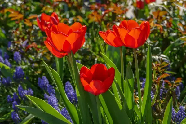 Trzy czerwone tulipany botaniczne rozkwitają wśród niebieskich szafirków i zielonych liści.